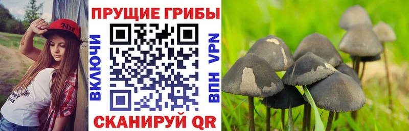 Псилоцибиновые грибы Psilocybe  купить наркоту  Зея 
